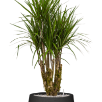 Dracaena marginata in Bordo